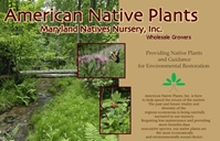 American Native Plants:  Native Trees, Shrubs + Herbaceous Perennials 